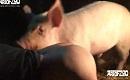 pig raped little farm girl farm zoo sex with pig
